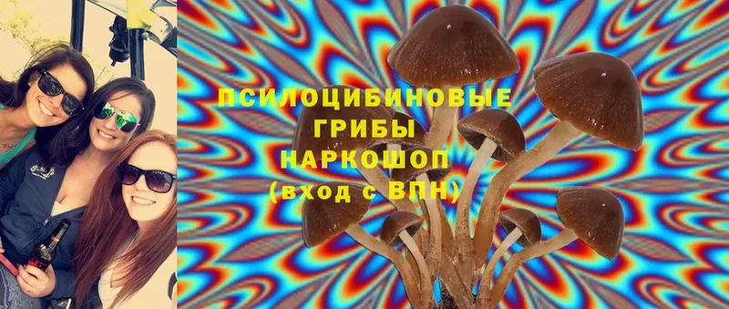 Псилоцибиновые грибы Cubensis  Мариинский Посад 